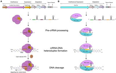 Types I and V Anti-CRISPR Proteins: From Phage Defense to Eukaryotic Synthetic Gene Circuits